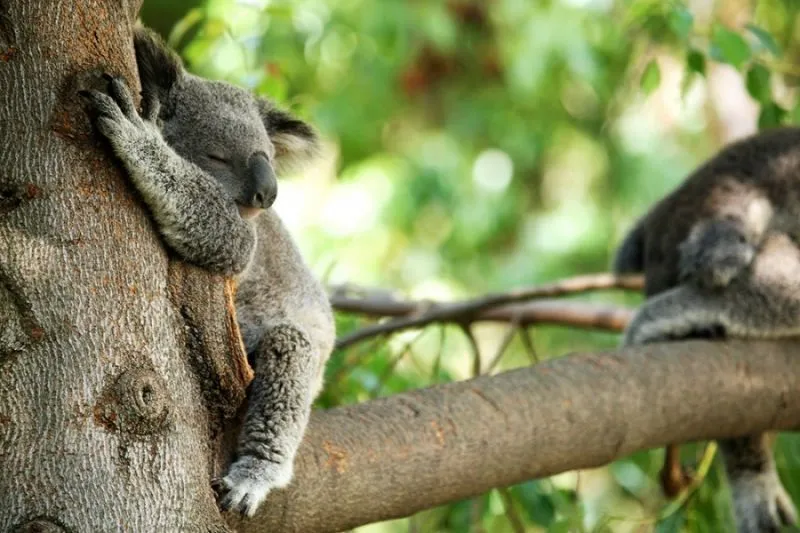 Mau Banget Bawa Koala-Koala Ini Pulang! 77