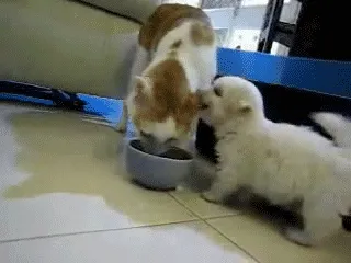 Tidak Semua Anjing Suka Dengan Kucing 29