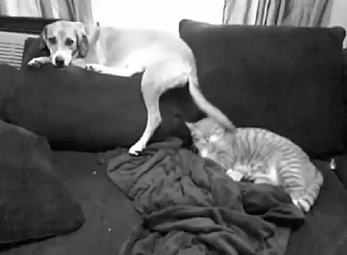 Tidak Semua Anjing Suka Dengan Kucing 30