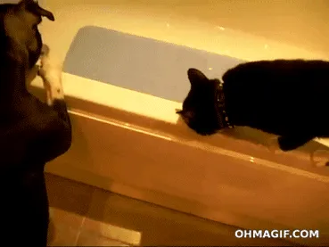 Tidak Semua Anjing Suka Dengan Kucing 31