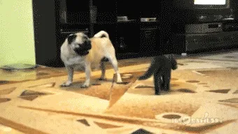 Tidak Semua Anjing Suka Dengan Kucing 32