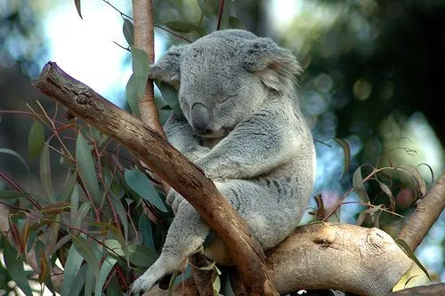 Mau Banget Bawa Koala-Koala Ini Pulang! 81