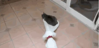 Tidak Semua Anjing Suka Dengan Kucing 33