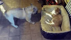 Tidak Semua Anjing Suka Dengan Kucing 34