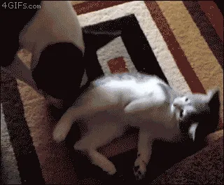 Tidak Semua Anjing Suka Dengan Kucing 35