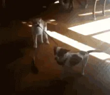 Tidak Semua Anjing Suka Dengan Kucing 36