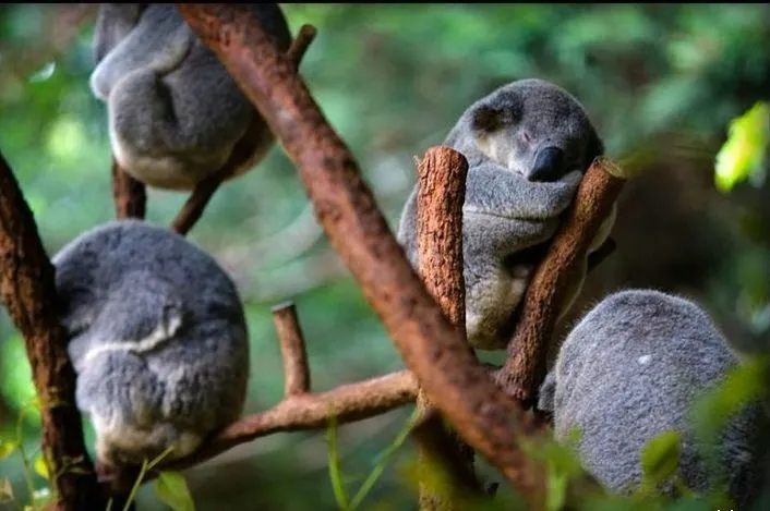 Mau Banget Bawa Koala-Koala Ini Pulang! 71
