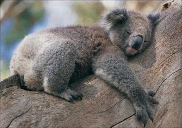 Mau Banget Bawa Koala-Koala Ini Pulang! 83
