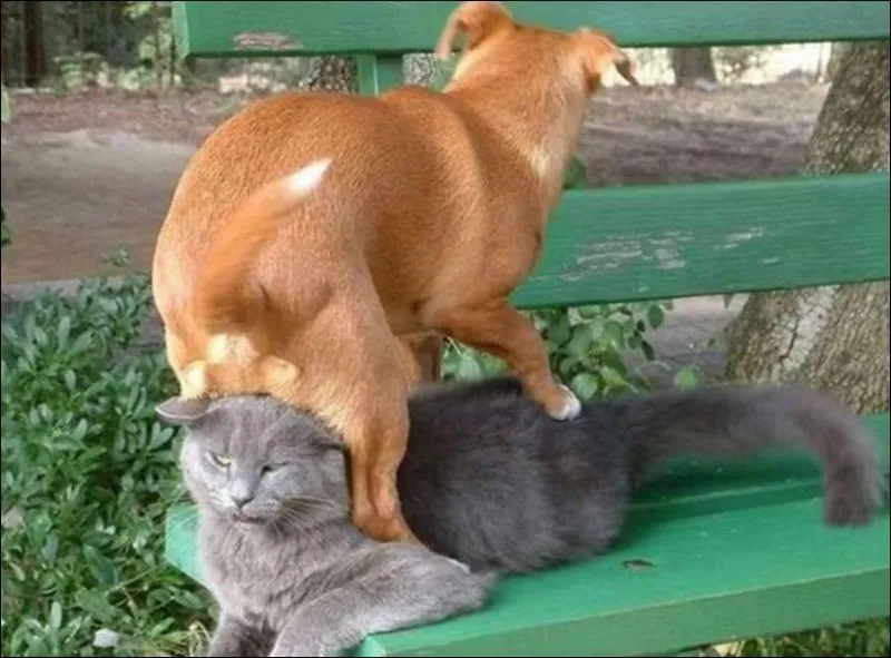Tidak Semua Anjing Suka Dengan Kucing 20