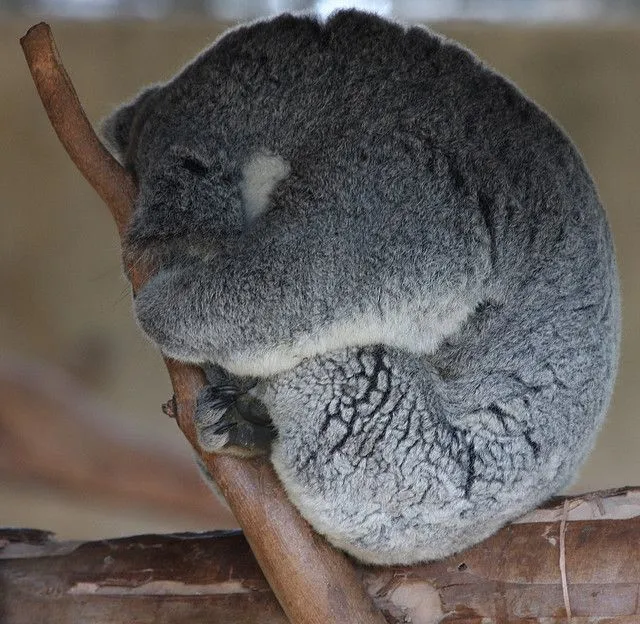 Mau Banget Bawa Koala-Koala Ini Pulang! 66