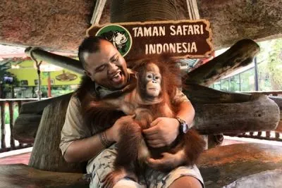 Yuk, Kenalan Sama Orang Utan Paling Terkenal di Indonesia! 16