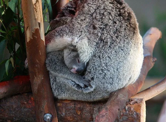 Mau Banget Bawa Koala-Koala Ini Pulang! 61