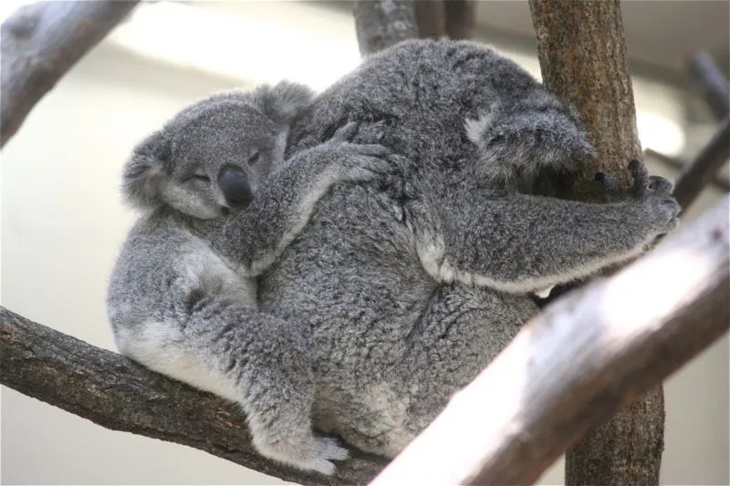 Mau Banget Bawa Koala-Koala Ini Pulang! 59