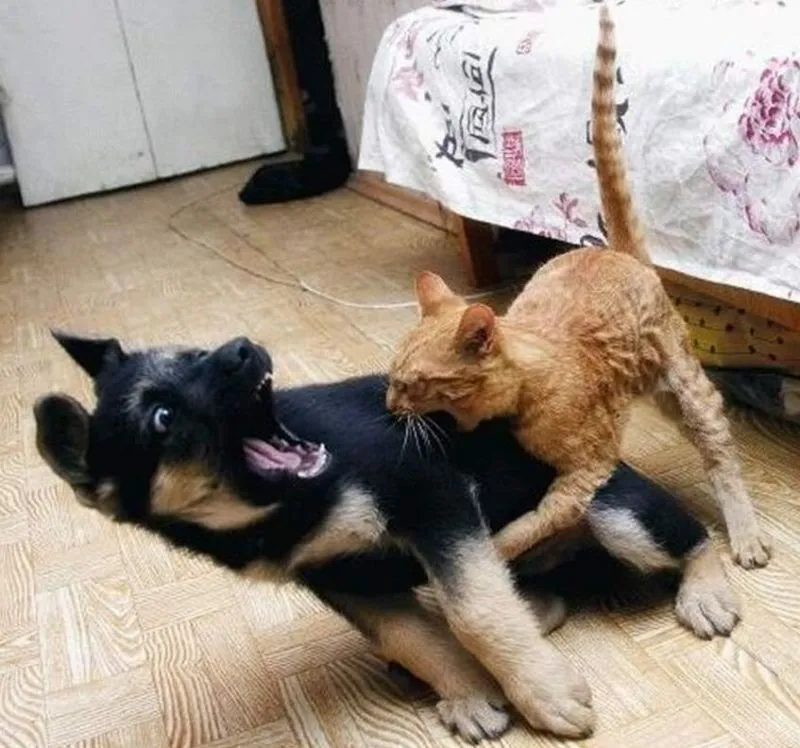 Tidak Semua Anjing Suka Dengan Kucing 19