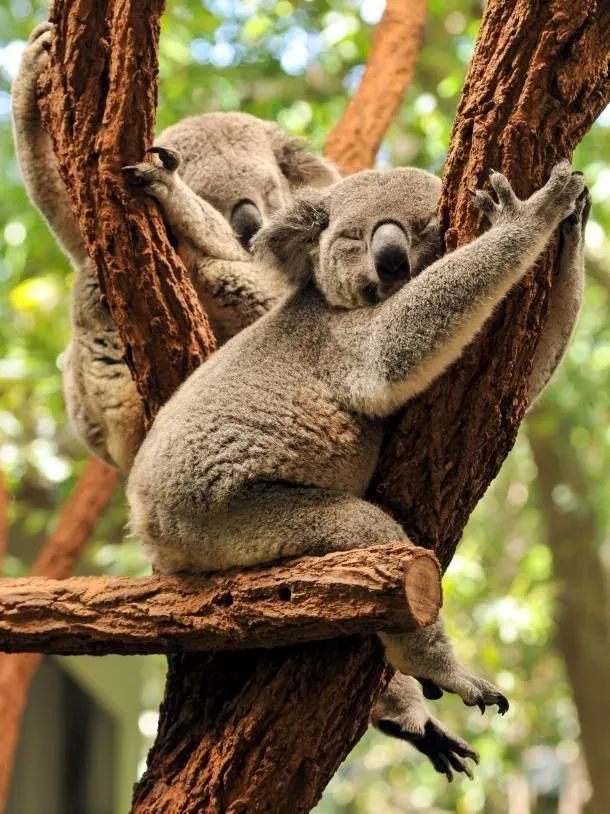 Mau Banget Bawa Koala-Koala Ini Pulang! 89