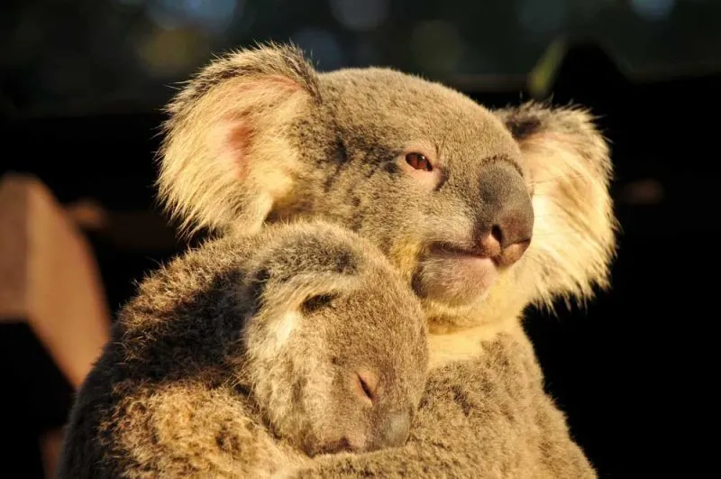 Mau Banget Bawa Koala-Koala Ini Pulang! 86