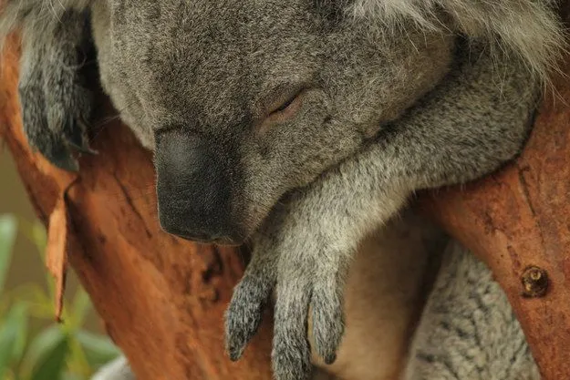 Mau Banget Bawa Koala-Koala Ini Pulang! 60
