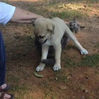 Tidak Semua Anjing Suka Dengan Kucing 23