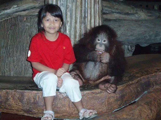Yuk, Kenalan Sama Orang Utan Paling Terkenal di Indonesia! 18