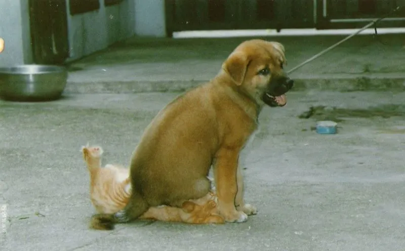 Tidak Semua Anjing Suka Dengan Kucing 24
