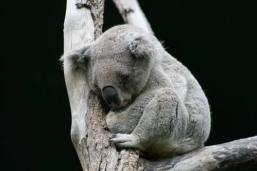 Mau Banget Bawa Koala-Koala Ini Pulang! 87
