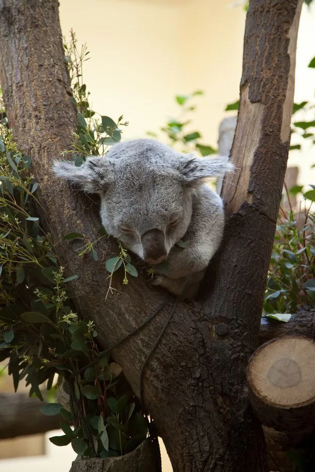 Mau Banget Bawa Koala-Koala Ini Pulang! 56