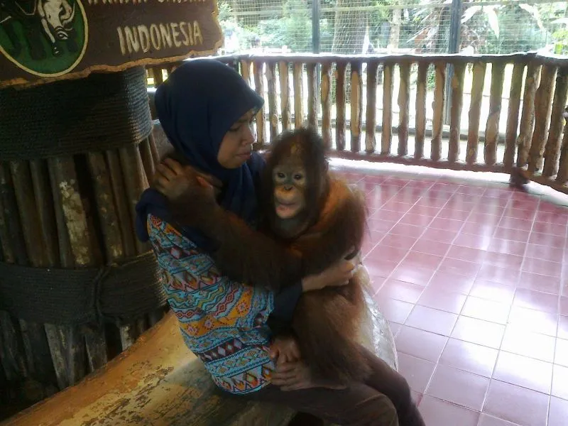 Yuk, Kenalan Sama Orang Utan Paling Terkenal di Indonesia! 20