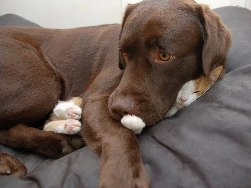 Tidak Semua Anjing Suka Dengan Kucing 26