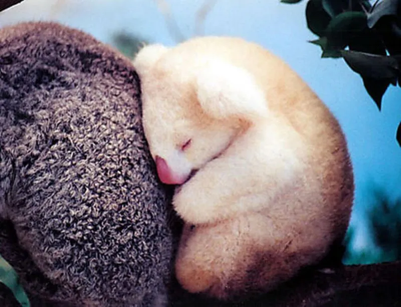 Mau Banget Bawa Koala-Koala Ini Pulang! 90