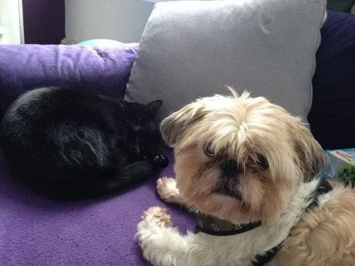 Tidak Semua Anjing Suka Dengan Kucing 27