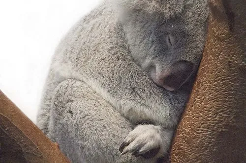 Mau Banget Bawa Koala-Koala Ini Pulang! 52