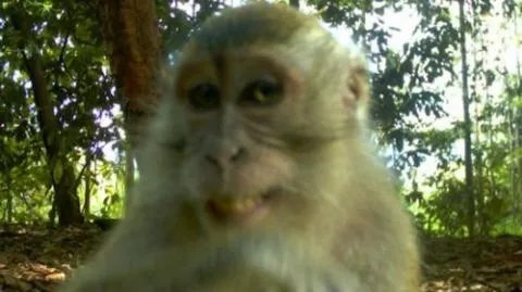 20 Selfie Menggemaskan dari Para Hewan 40