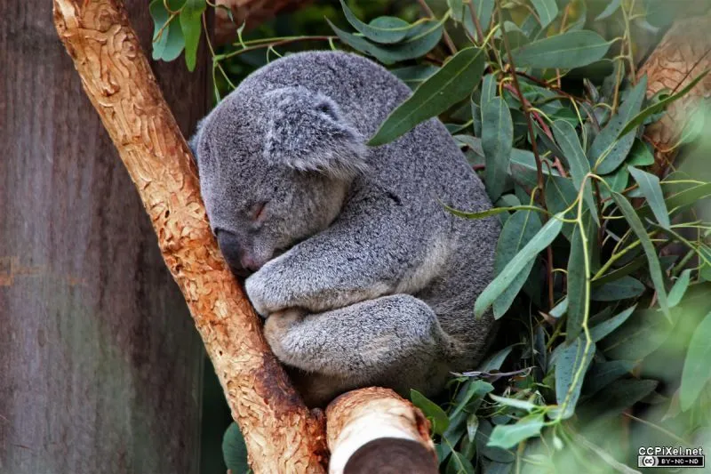 Mau Banget Bawa Koala-Koala Ini Pulang! 50