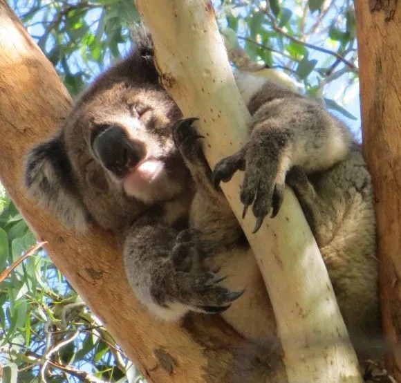 Mau Banget Bawa Koala-Koala Ini Pulang! 84