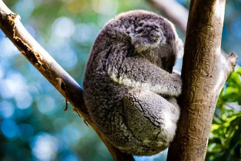 Mau Banget Bawa Koala-Koala Ini Pulang! 46
