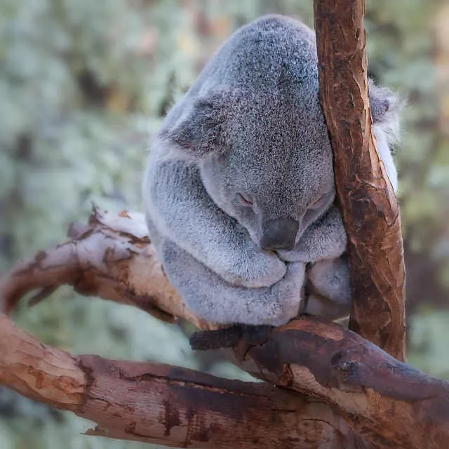 Mau Banget Bawa Koala-Koala Ini Pulang! 64