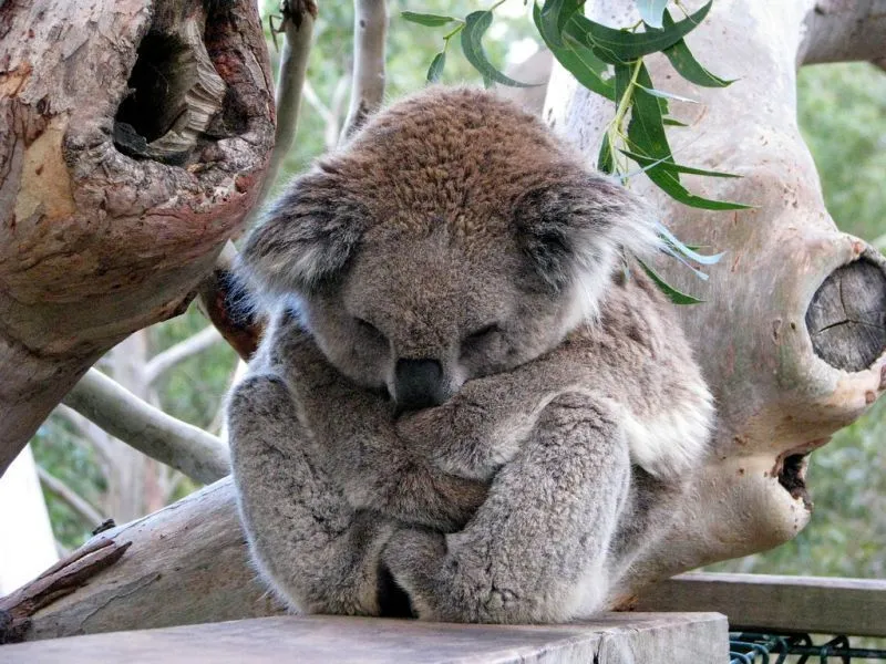Mau Banget Bawa Koala-Koala Ini Pulang! 53