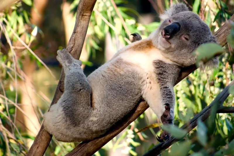 Mau Banget Bawa Koala-Koala Ini Pulang! 70