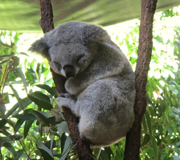 Mau Banget Bawa Koala-Koala Ini Pulang! 47