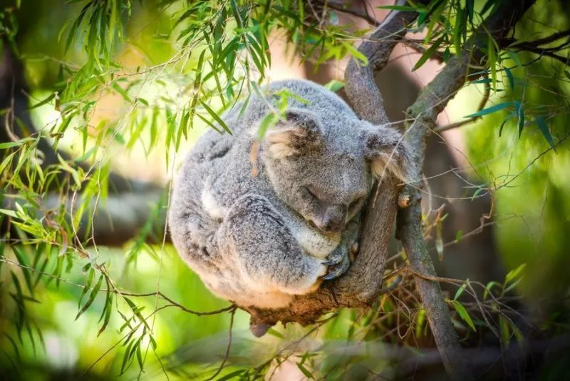 Mau Banget Bawa Koala-Koala Ini Pulang! 72
