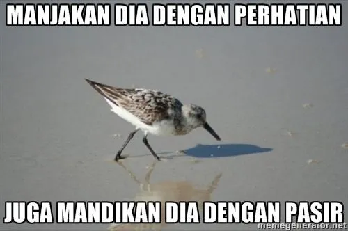 Tips Cinta Dari Para Hewan 16