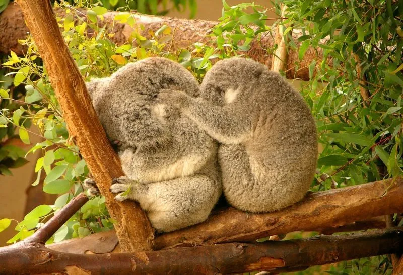 Mau Banget Bawa Koala-Koala Ini Pulang! 76