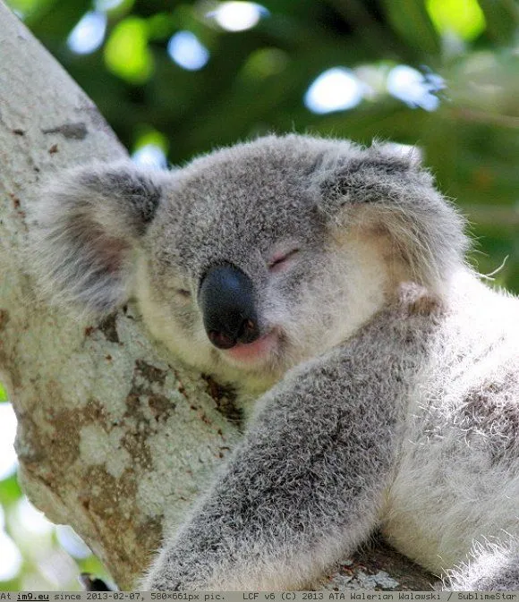 Mau Banget Bawa Koala-Koala Ini Pulang! 67