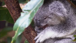 Mau Banget Bawa Koala-Koala Ini Pulang! 54