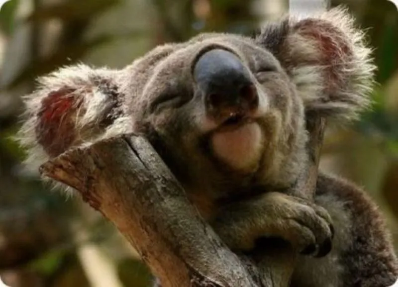 Mau Banget Bawa Koala-Koala Ini Pulang! 68