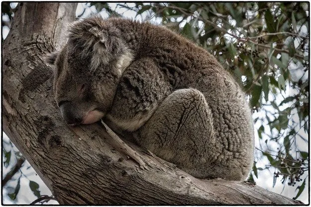 Mau Banget Bawa Koala-Koala Ini Pulang! 49