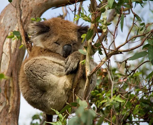 Mau Banget Bawa Koala-Koala Ini Pulang! 58
