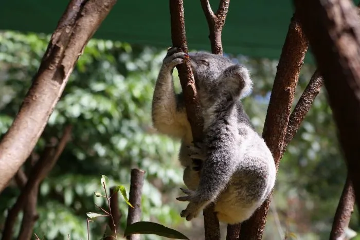 Mau Banget Bawa Koala-Koala Ini Pulang! 80