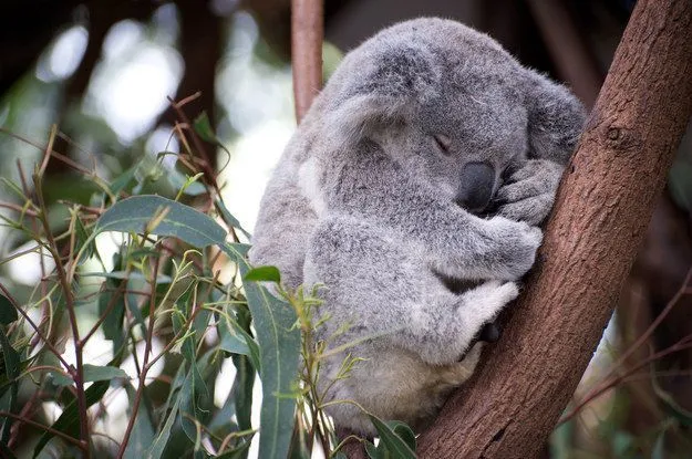 Mau Banget Bawa Koala-Koala Ini Pulang! 63