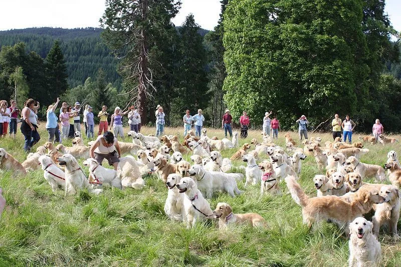 Ini Festival Unik Yang Mungkin Bakal Melumerkan Hati Kamu 28